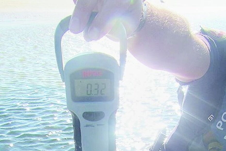 Polvos subdimensionados foram salvos após terem sido pescados        