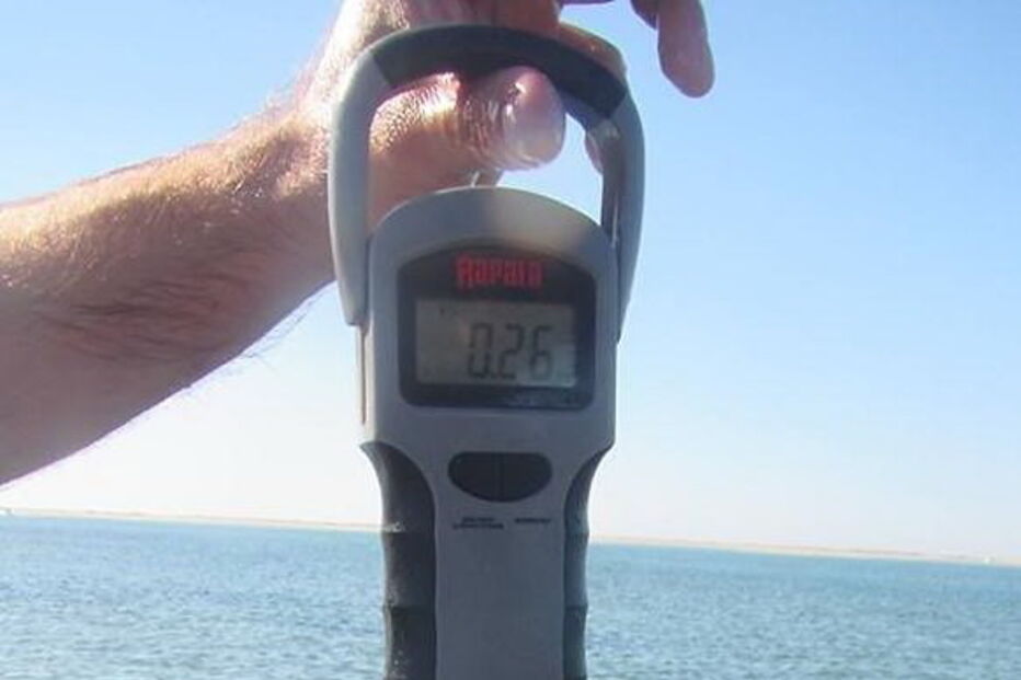 Polvos subdimensionados foram salvos após terem sido pescados