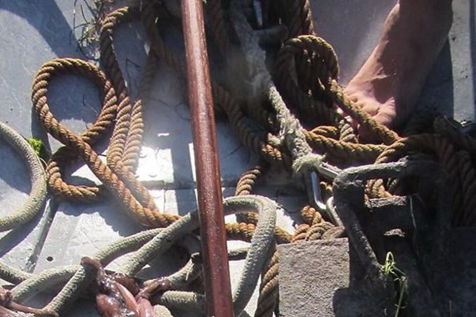 Polvos subdimensionados foram salvos após terem sido pescados