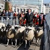 Rebanho de ovelhas faz 'parar' ponte de Londres 