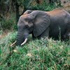 Pelo menos 55 elefantes morreram de fome nos últimos meses no Zimbabué