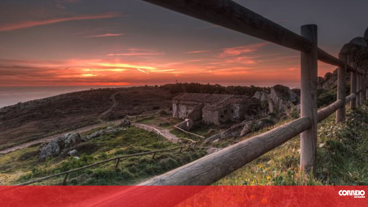 Queda de árvore obriga ao corte de estrada da Pena em Sintra - Correio da Manhã