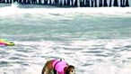 Cães surfistas arrasam na praia