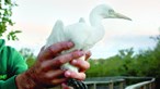 63 aves migratórias salvas numa semana em Olhão