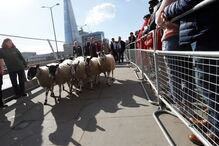 Rebanho de Ovelhas faz 'parar' ponte de Londres 