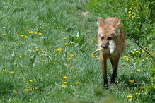 Raposa com presa na boca