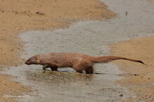 Um Saca Rabos na natureza