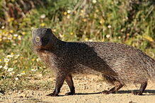 Um Saca Rabos na natureza