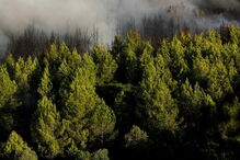 Fogo na serra de Sintra