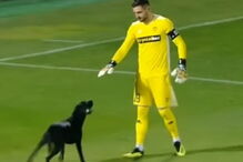 Cão invade relvado e protagoniza momento insólito em jogo de futebol 