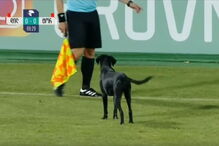 Cão invade relvado e protagoniza momento insólito em jogo de futebol 