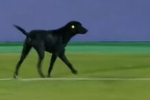 Cão invade relvado e protagoniza momento insólito em jogo de futebol 
