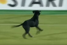 Cão invade relvado e protagoniza momento insólito em jogo de futebol 
