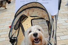 Cães protestam contra o Brexit