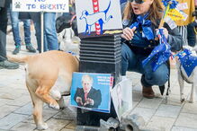 Cães protestam contra o Brexit