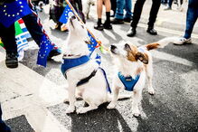 Cães marcham contra o Brexit