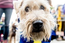 Cães marcham contra o Brexit