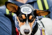 Cães marcham contra o Brexit