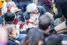 Cães marcham contra o Brexit