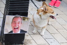 Cães marcham contra o Brexit