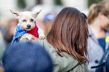 Cães marcham contra o Brexit