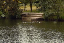 Animais mortos no Parque Urbano do Rio Ul, em S. João da Madeira, provocou choque e indignação na população  