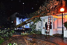 No Porto foram registadas dezenas de ocorrências devido à queda de árvores