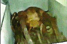 Jovens abrem túmulo no cemitério de Vendas Novas