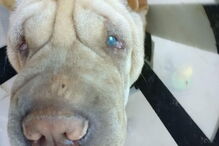 Cão acaba cego após passear em Viseu