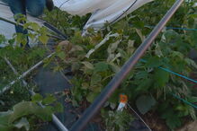 2018-10-17_11_52_26 Colheitas destruídas pelo furacão Leslie.jpg