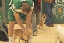 Sporting promove campanha de solidariedade e jogadores acabam a jogar com cães