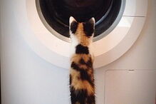 Gatos em máquinas de lavar