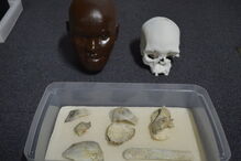 Crânio de 'Luzia' estava em exposição no Museu Nacional do Brasil	