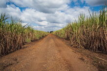 Campo de cana-de-açúcar