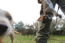 Doença está presente entre 10 e 20% dos coelhos bravos nos distritos de Lisboa, Setúbal, Santarém e Évora  