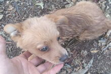 Cão é abandonado em saco fechado em Amares 