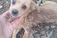 Cão é abandonado em saco fechado em Amares 