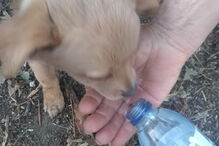 Cão é abandonado em saco fechado em Amares 