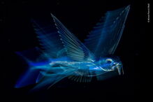 Imagens vencedoras do concurso 