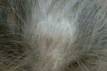 Alunos devastados após verem os seus cabelos rapados em teste a drogas na escola