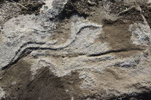 Descobertas mais gravuras rupestres no Vale do Côa