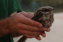 63 aves migratórias salvas em Olhão