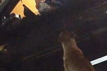 Cadela sai de casa a meio da noite para ir ao McDonalds pedir comida