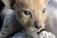 Cria de leão encontrada em garagem em França