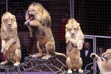 Leões no circo