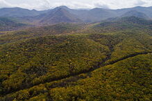 Vida selvagem sofreu declínio de 60% em pouco mais de 40 anos por culpa do homem