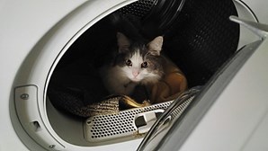 Máquinas de lavar roupa usadas são abrigos para gatos em Monchique 