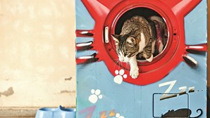 Máquinas de lavar roupa albergam gatos de rua em Monchique