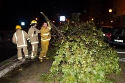 Poste e árvore caíram na avenida principal da Figueira da Foz