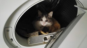 Gatos em máquinas de lavar